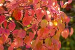 Chicago Lustre viburnum shrub - Bushes & Shrubs