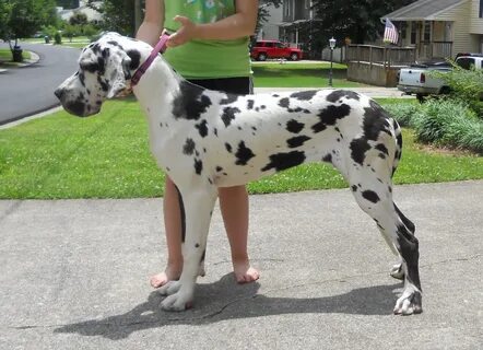 miniature great dane puppies for sale Online Shopping