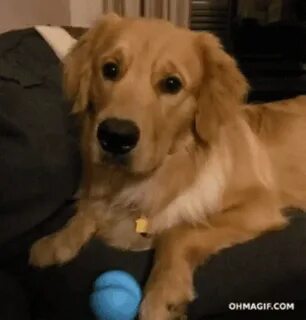 Throw it just a few times. Please. - GIF on Imgur