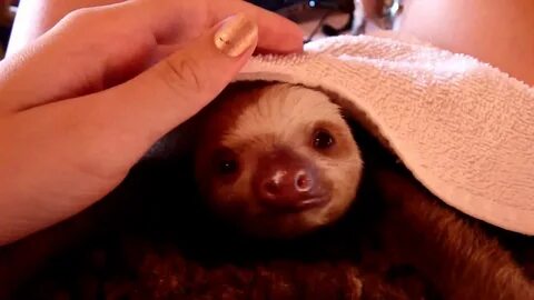 Baby sloth yawning - YouTube