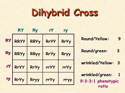 Dihybrid Cross Chart Related Keywords & Suggestions - Dihybr