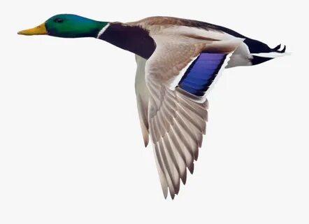 Clip Art Collection Of Free Transparent - Mallard Duck Flyin