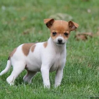 terrier cross for sale Online Shopping