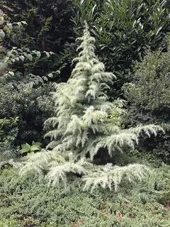 Amazon.com: japanese cypress