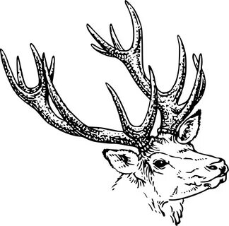 This Free Clip Arts Design Of Stag Head - Horns Clipart Blac