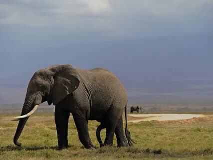 An elephant grazes. 