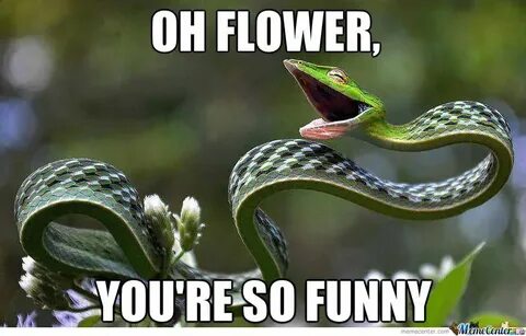 25 Very Funny Snake Meme Photos And Images