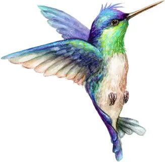 art hummingbird hummingbirds bird sticker by @sherry420
