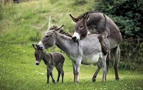 Donkeys kill more people each year than they do in plane cra