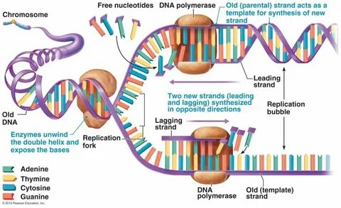 TOUCH this image: DNA Replication by Erika Miller Biology le