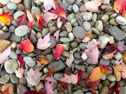 Free Images : rock, leaf, fall, petal, stone, color, pebble,