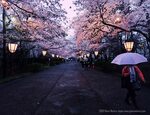 Sakura Night (Hirosaki Japan). (Explored) Over 23,000 visi. 