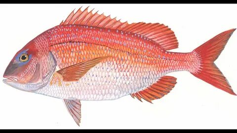 Public Scoping: Snapper Grouper Amendment 50 (Red Porgy Catc