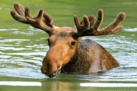 Moose - Wild Animals News & Facts