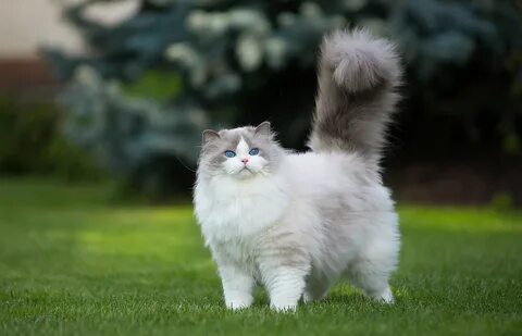 white and gray Persian cat #cat #grass #green #animals blue 