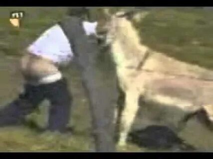 Man getting chased by donkey with his pants down - YouTube