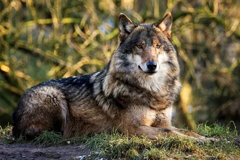 Волк 🌟 Описание, где живут, что едят, подвиды, враги, фото и
