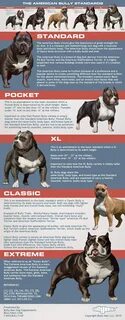 american bully feeding chart - Monsa.manjanofoundation.org