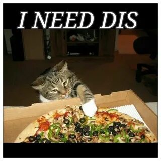 I need dis Cats, Crazy cats, Funny cat memes