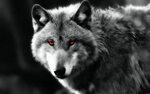 Red Eye Wolf Wallpapers - Wallpaper Cave