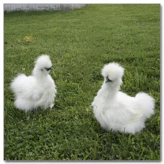 Silkie Chicken : Silkie Chicken Characteristics - Spoilt pup