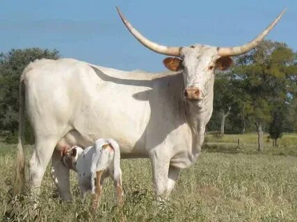 Longhorn Cattle for Sale Ranch - texas longhorn cattle for s