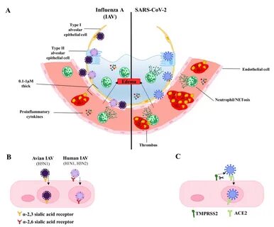 Viruses Free Full-Text Interactions of Influenza and SARS-Co