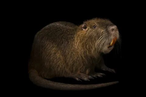 Nutria wallpapers, Animal, HQ Nutria pictures 4K Wallpapers 