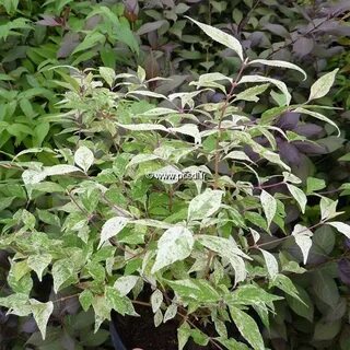 Callicarpa japonica 'Shiji Murasaki' C4L 40/60 - Tous les ar