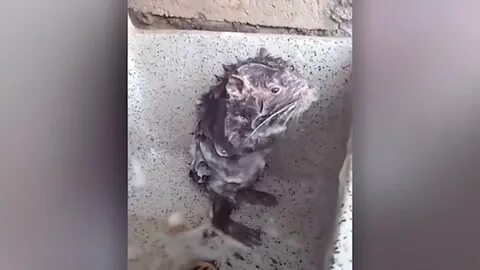Намыленная крыса принимает душ в раковине автора видео / Поз