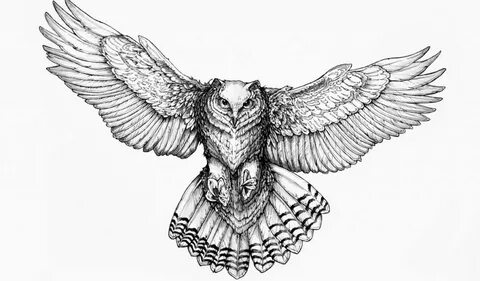 Flying Owl Sketch at PaintingValley.com Explore collection o