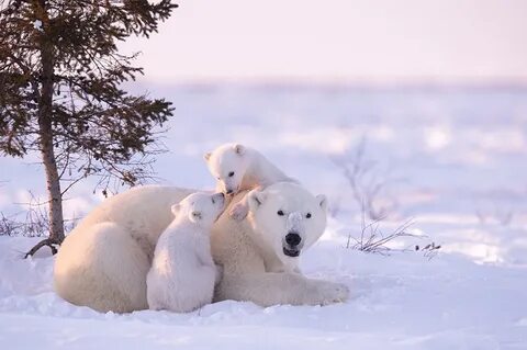 Фотоохота на полярных медведей заняла 117 часов в 50-градусн