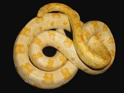 Butter Cornsnake Corn snake, Pet snake, Snake