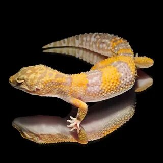 Sunset Geckos Leopardgecko Zucht, Arbon Leopardgecko, Reptil