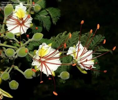 PlantFiles: Picture #1 of White Poinciana (Delonix elata) Po