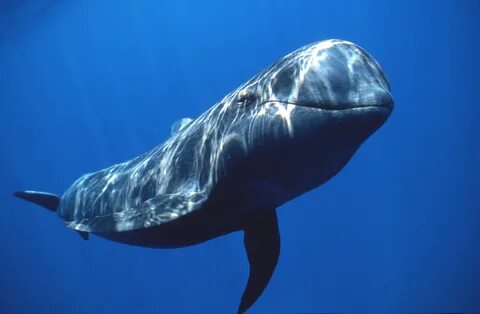 Pilot whale, Whale, Sea whale