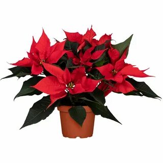 Weihnachtsstern Rot Topf-Ø ca. 13 cm Euphorbia pulcherrima k