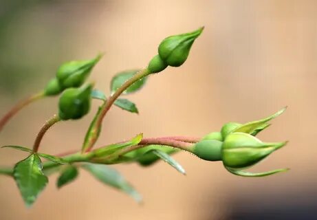 Buds Rose Plant - Free photo on Pixabay