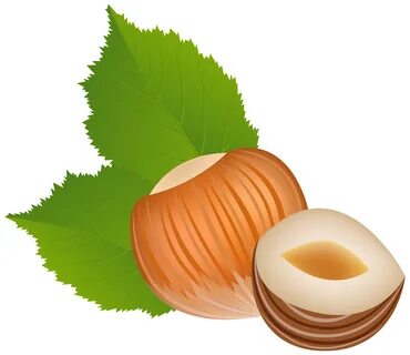 Nut Clipart Hazelnut Hazelnut Png - Clip Art Library