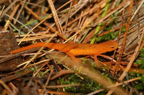 Eastern Newt HD Wallpapers and Backgrounds