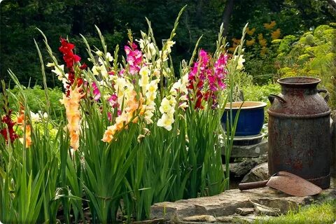 Gladiola kao ukrasna biljka: Savjeti za uzgoj gladiole - Jab