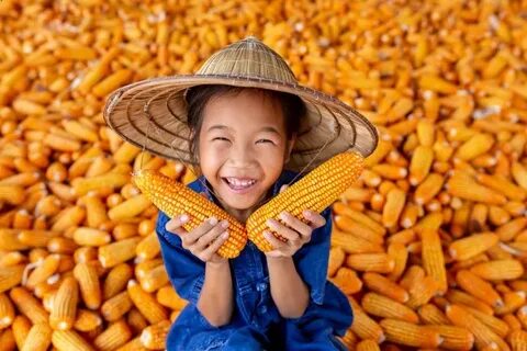 Premium Photo Corn for animal feed, corn harvest farmer, org