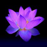 purple lotus flower - Google Search Lotus flower pictures, F