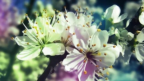 PC Wallpaper Spring Flowers Best HD Wallpapers Spring flower