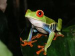 Cool frog search results. EskiPaper.com Cool Wallpapers