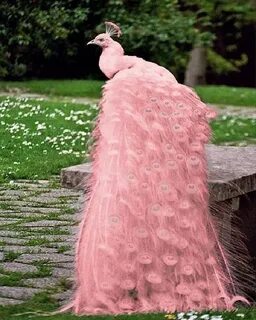 Latest Screen Peacock Bird pink Popular The flamingo is real