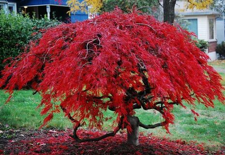 Japanese Maple Tree.jpg. 