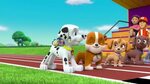 Stream PAW Patrol Nick Jr. Shows Available on Philo