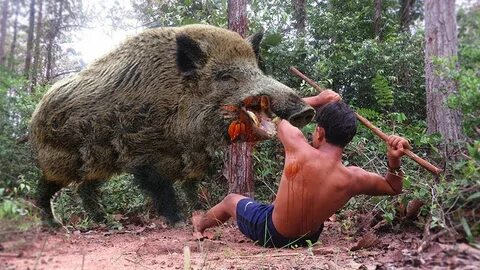 TOP 5 CRAZY WILD BOAR ATTACKS - YouTube