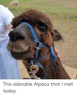 🔥 25+ Best Memes About Alpaca Alpaca Memes